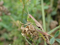 Pseudochorthippus parallelus