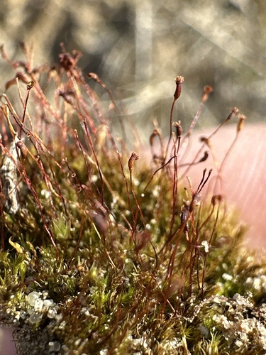 Dicranella varia observed 2025-03-29