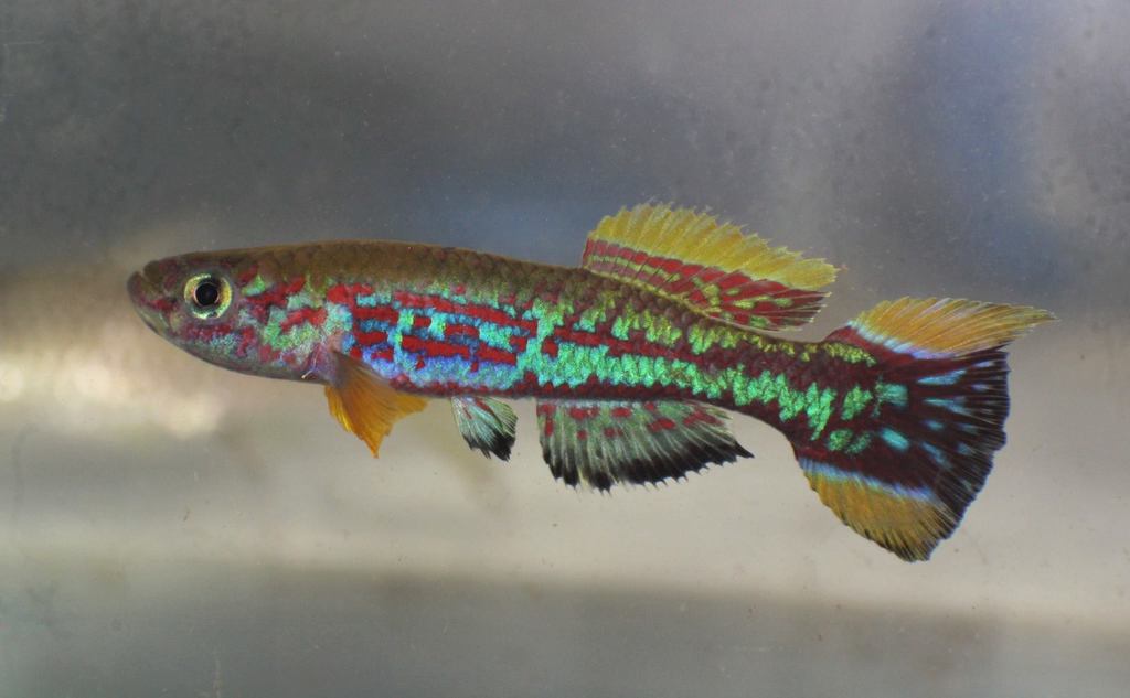 Mirabilis lyretail (Fundulopanchax mirabilis) — Nothobranchiidae