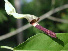 Aristolochia ovalifolia