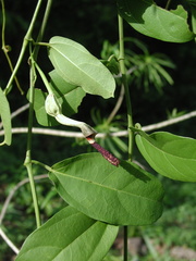 Aristolochia ovalifolia
