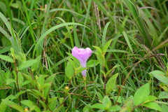 Ipomoea sagittata