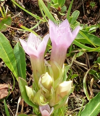 Gentianella ramosa