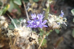 Gilia capitata pacifica
