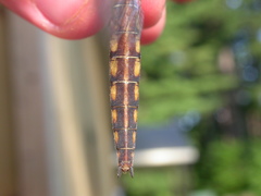 Neurocordulia michaeli