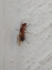 Camponotus conspicuus