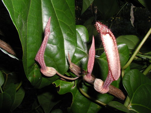 Aristolochia schippii
