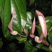 Aristolochia schippii - Photo (c) Jan Meerman, some rights reserved (CC BY-NC), uploaded by Jan Meerman