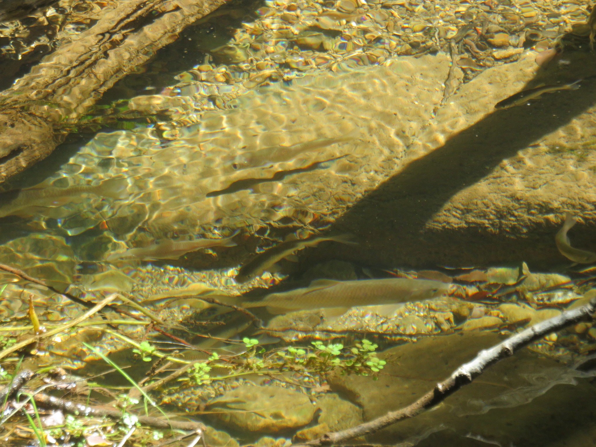 Squalius laietanus Doadrio, Kottelat & de Sostoa, 2007