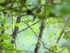 Trochalopteron elliotii