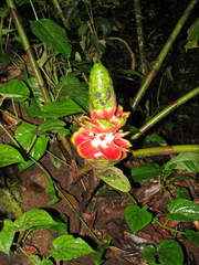 Costus amazonicus