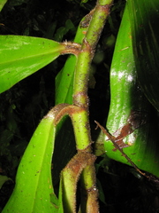 Costus amazonicus