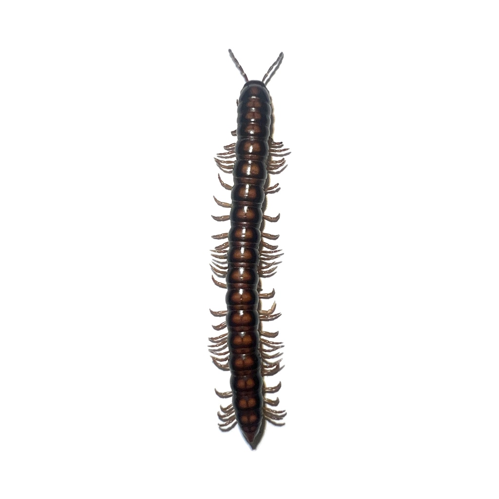 Solaenodolichopus