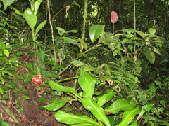 Costus amazonicus