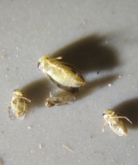 Corixoidea