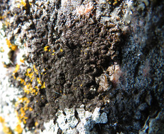 Melanohalea infumata