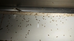 Corixoidea