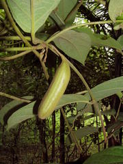 Aristolochia veracruzana