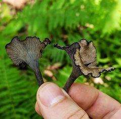 Craterellus venosus