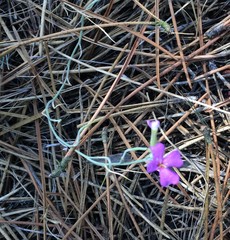 Malcolmia littorea