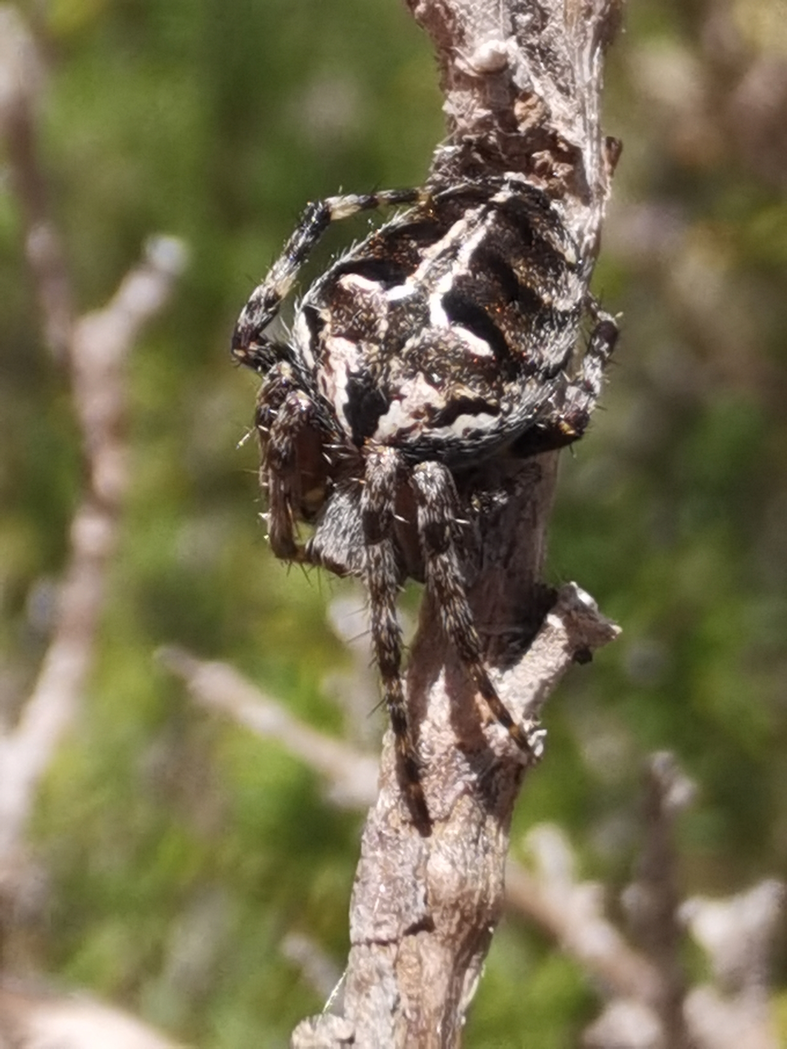 Agalenatea redii