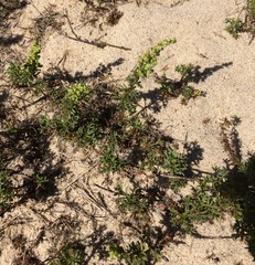 Artemisia campestris maritima