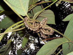 Aristolochia veracruzana