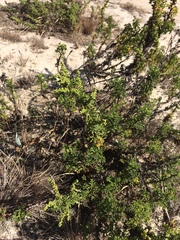 Artemisia campestris maritima