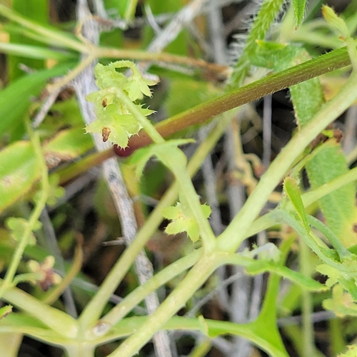 Image of Pholistoma membranaceum by no rights reserved