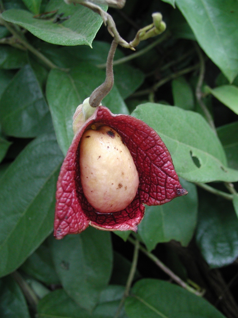 Aristolochia veracruzana