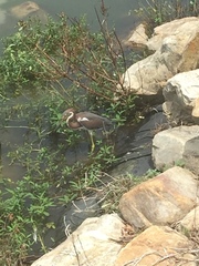 Egretta tricolor image