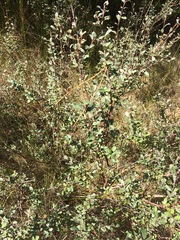 Salix repens argentea