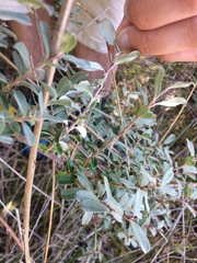 Salix repens argentea