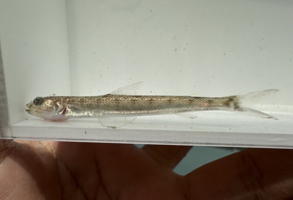 Lizardfish (Saurida micropectoralis) — Synodontidae