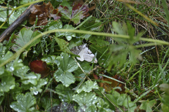 Aplocera praeformata