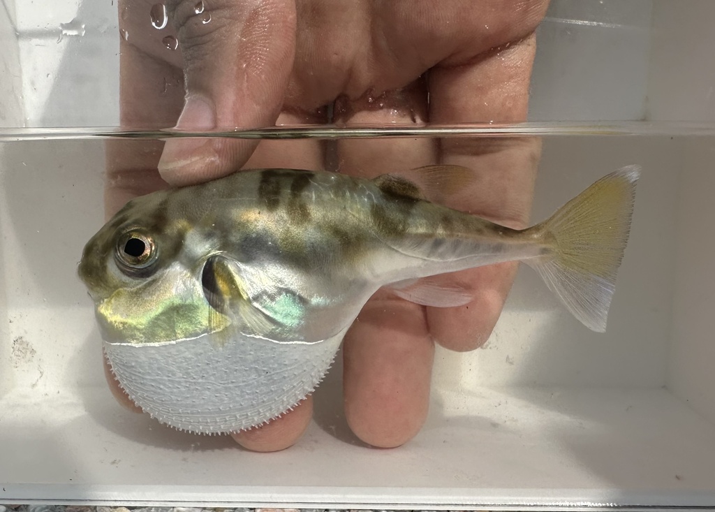 Half-Smooth Golden Pufferfish