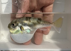 Half-Smooth Golden Pufferfish photo 1