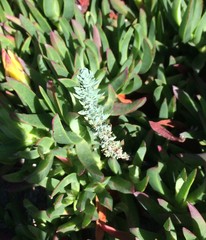 Achillea maritima maritima