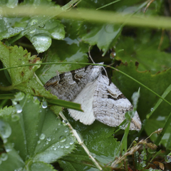 Aplocera praeformata