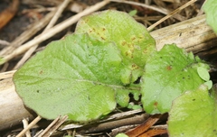 Puccinia lapsanae