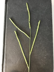 Paspalum floridanum
