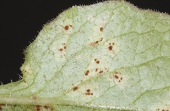 Puccinia lapsanae