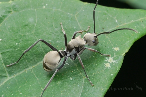 Polyrhachis empesoiPolyrhachis empesoi