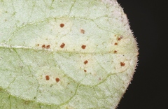 Puccinia lapsanae