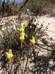Linaria polygalifolia