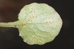 Puccinia lapsanae