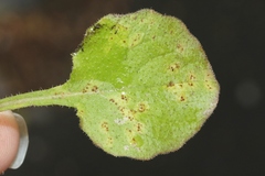 Puccinia lapsanae