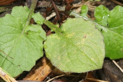 Puccinia lapsanae