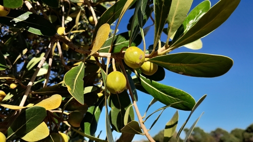 Foto de Tapiá-guaçu