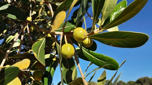 Foto de Tapiá-guaçu